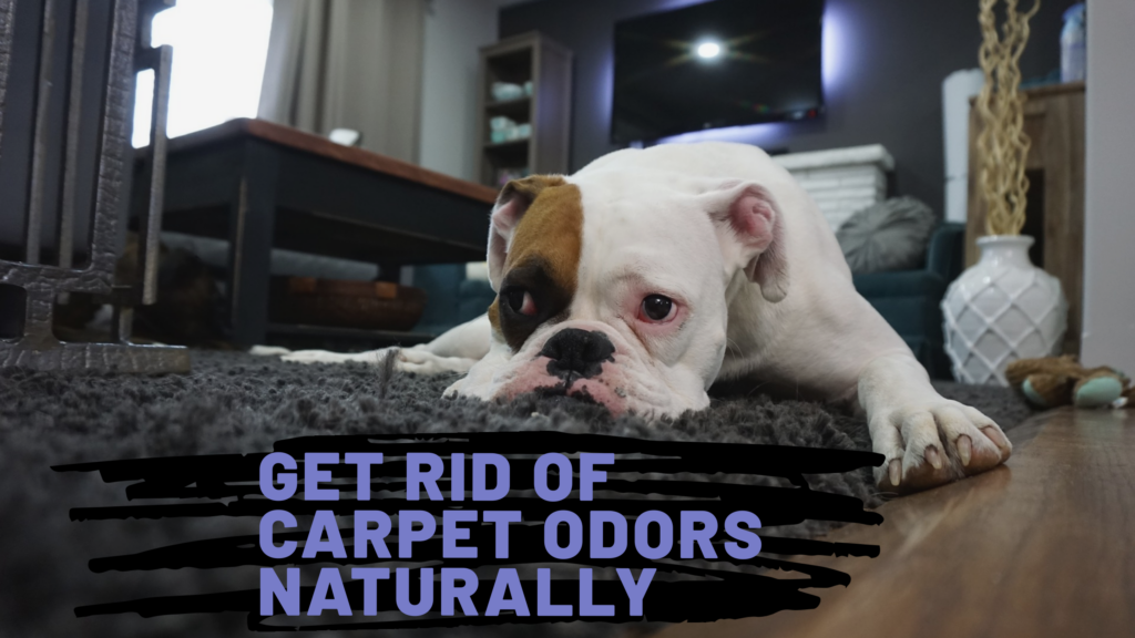 DIY: Get Rid of Carpet Odors – GreenDesert